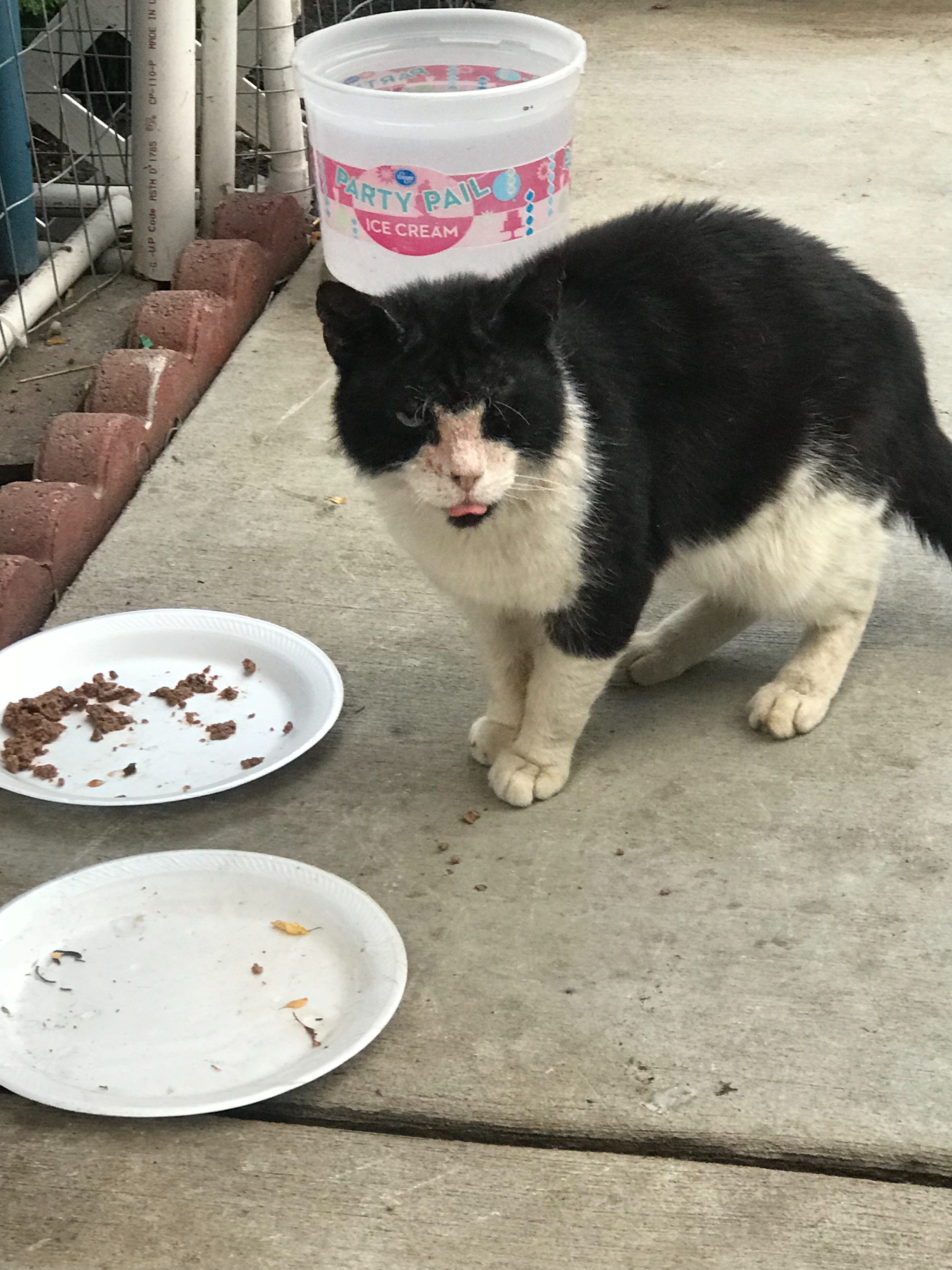 Feral Cats In Need Of Veterinary Care Chuffed Nonprofit charity and social enterprise