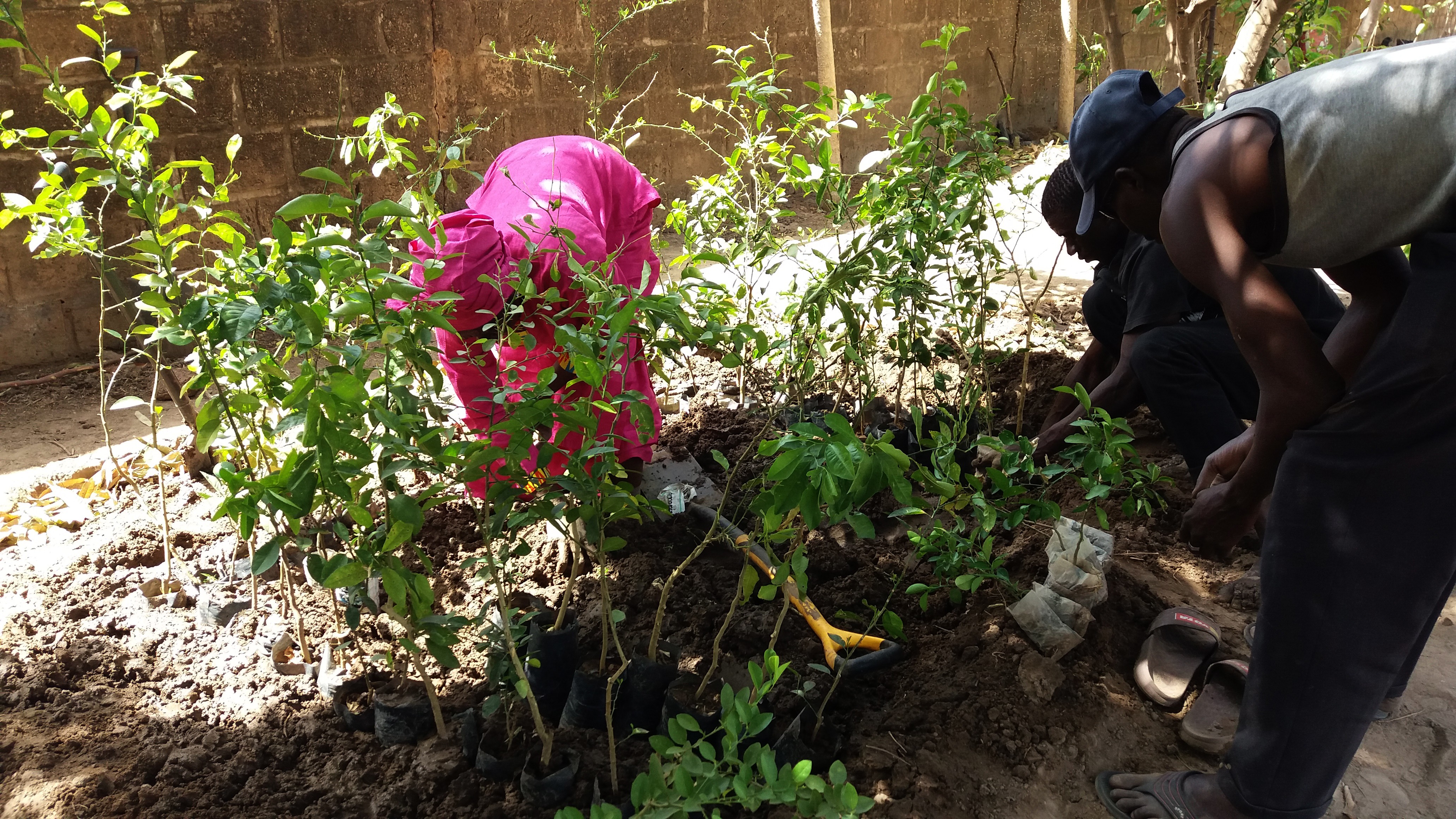 Donate Trees! Reforest the Future, The Gambia Chuffed Nonprofit