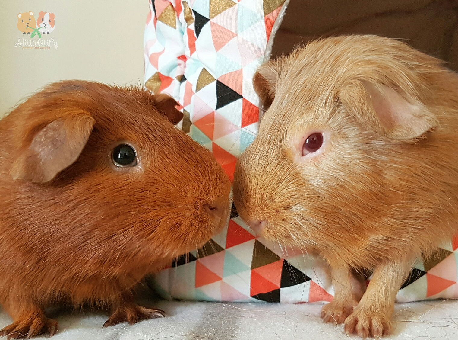 Guinea Pig Sanctuary Expansion Chuffed Nonprofit charity and