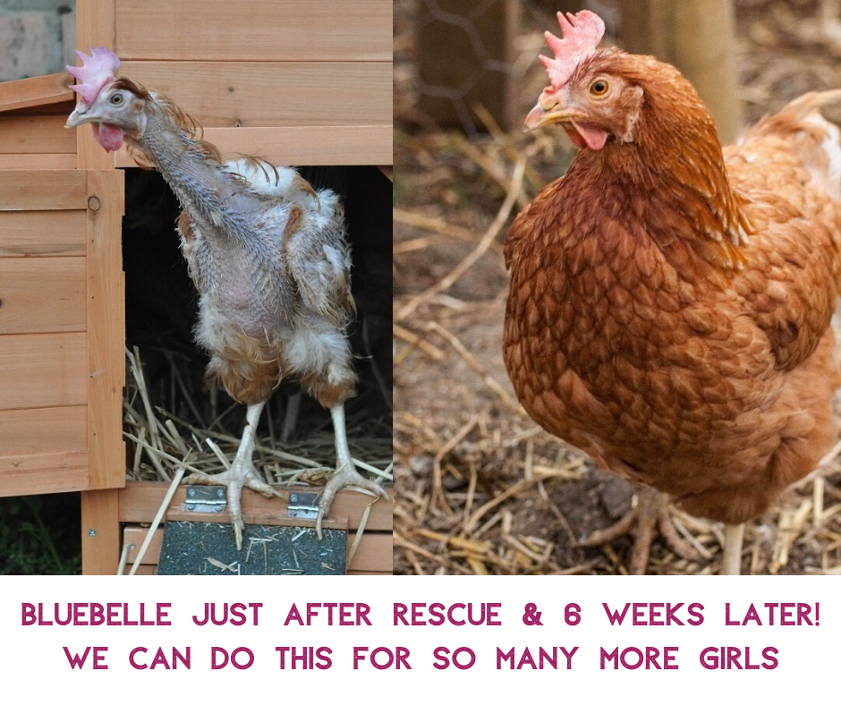 chicken rescue centres near me